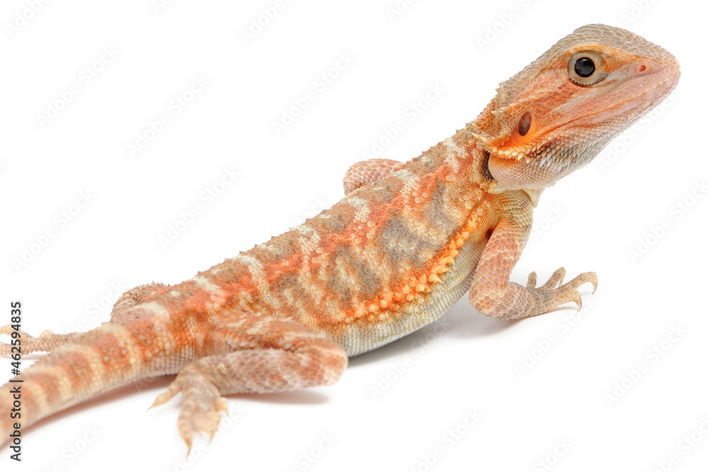 Fototapeta premium Bearded Dragon (Pogona vitticeps) on white background