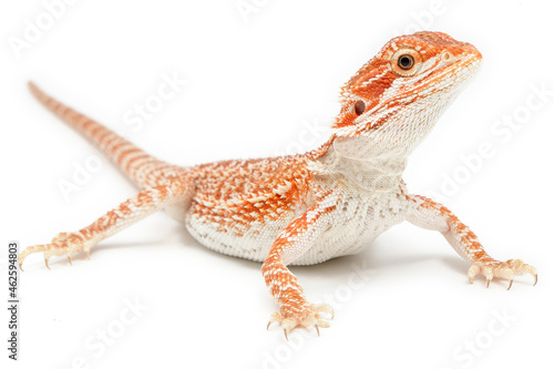 Bearded Dragon (Pogona vitticeps) on white background