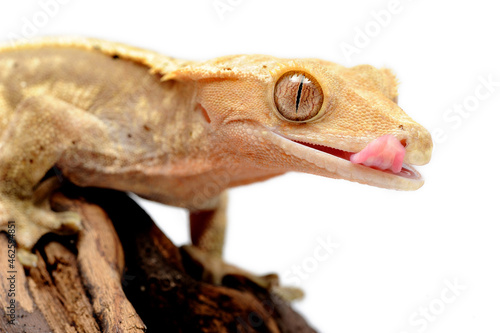 Crested gecko (Correlophus ciliatus) on white background