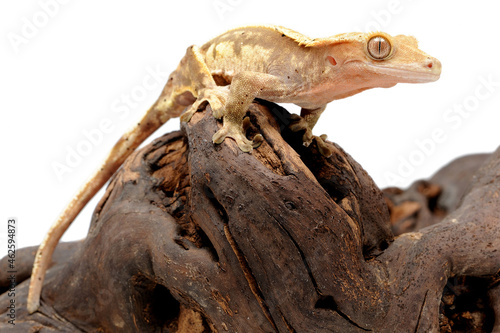 Crested gecko (Correlophus ciliatus) on white background