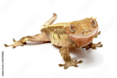 Crested gecko (Correlophus ciliatus) on white background