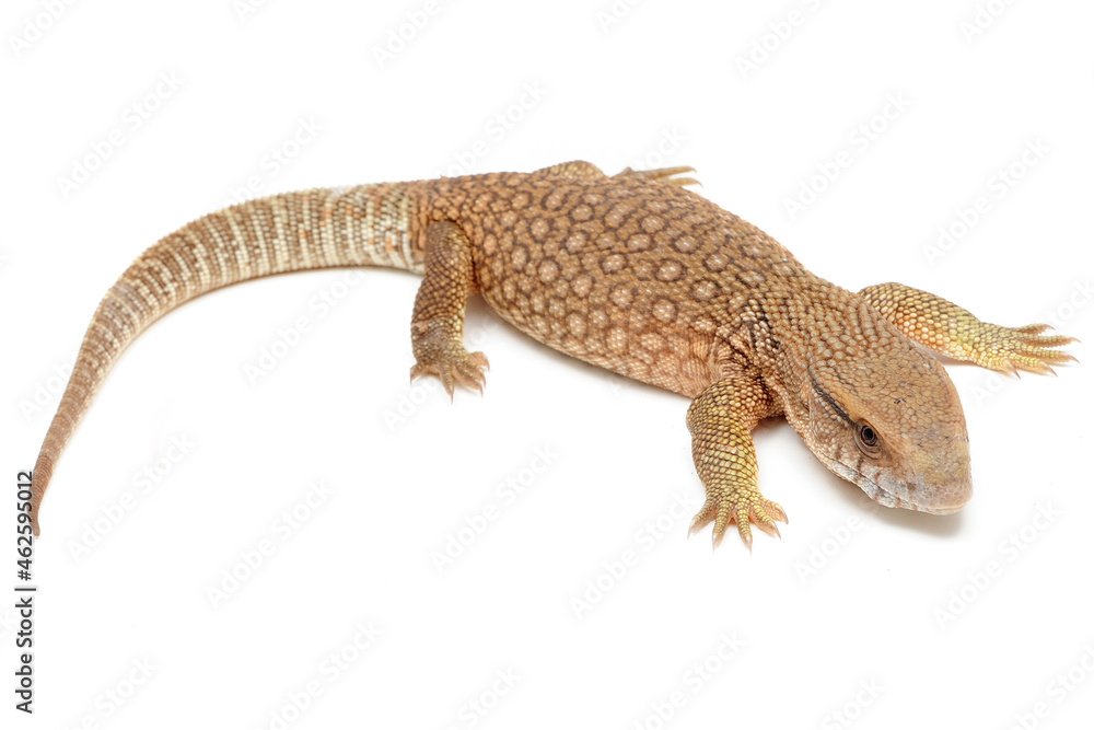 Savannah monitor (Varanus exanthematicus) on white background Savannah monitor (Varanus exanthematicus) on white background