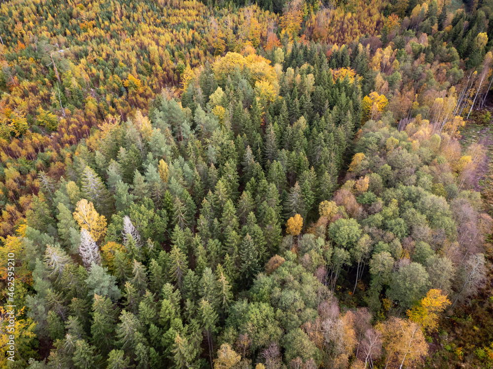 Magnificent view of coniferous and deciduous forest seen from above, aerial, bird's eye view. Autumn landscape, trees in vibrant autumn colors. Photography taken in Sweden in October.