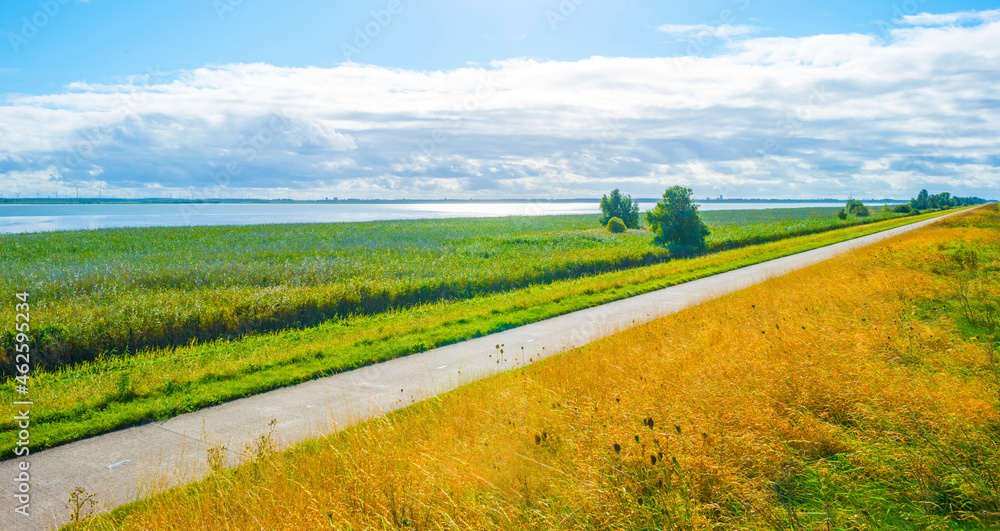 Fototapeta premium Green yellow reed in a field along the edge of a lake in bright sunlight in autumn, Almere, Flevoland, The Netherlands, October 12, 2021