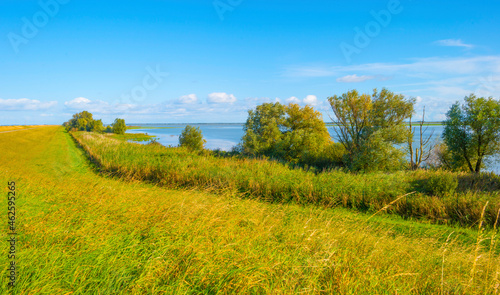 Green yellow reed in a field along the edge of a lake in bright sunlight in autumn, Almere, Flevoland, The Netherlands, October 12, 2021