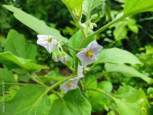 Close up of white Brinjal plants and flowers in the garden with green leaves on a sunny day photo