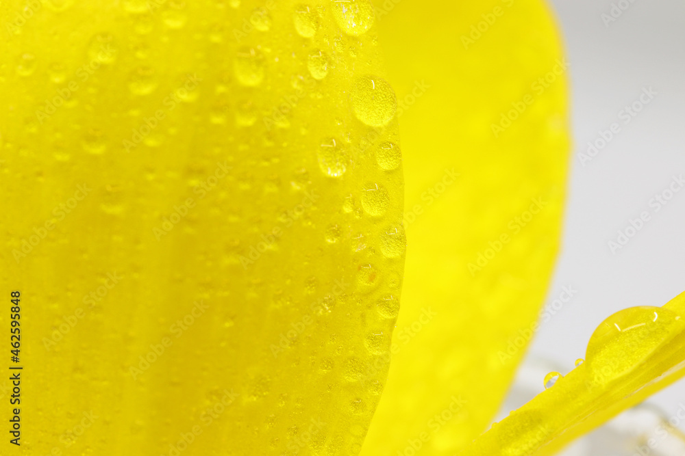 close-up yellow crocus flower with water drops close-up yellow crocus flower with water drops