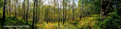 Panorama of birch forest in the mountains. In early autumn, the fern turns yellow. © mikhailgrytsiv