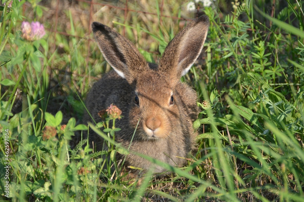 Obraz premium rabbit in the grass