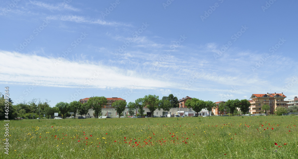 Obraz premium colorful wildflowers in a meadow on the outskirts of the city. Metropolitan city of Milan, Italy.