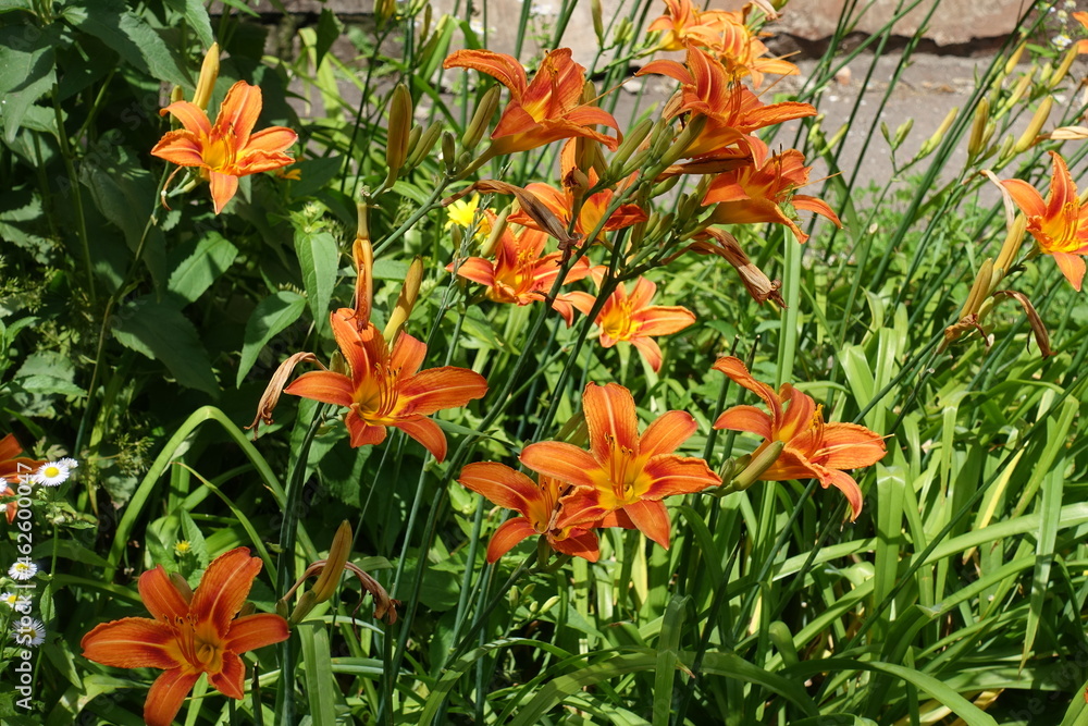 Florescence of common daylily in mid June Florescence of common daylily in mid June
