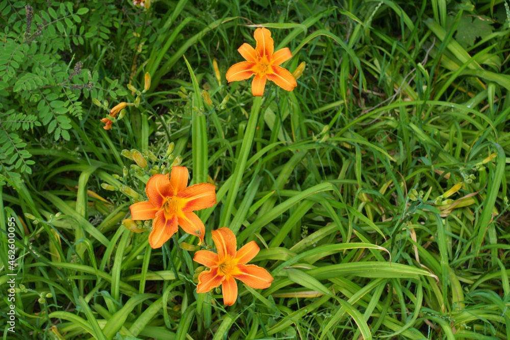 Three orange flowers and buds of common daylily in mid June Three orange flowers and buds of common daylily in mid June