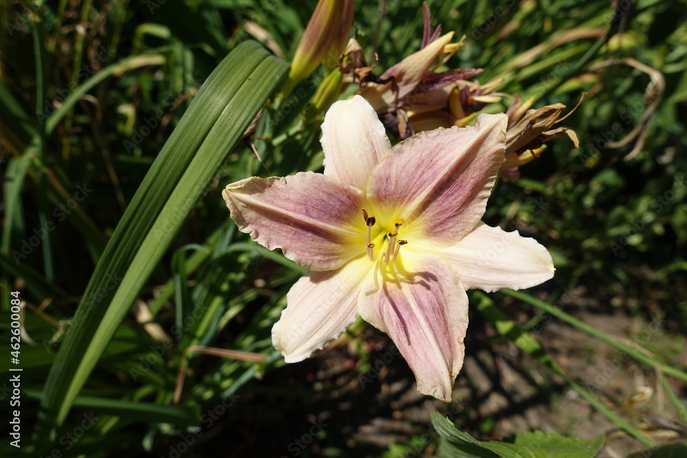 Fototapeta premium Close view of one light pink flower of Hemerocallis fulva in July
