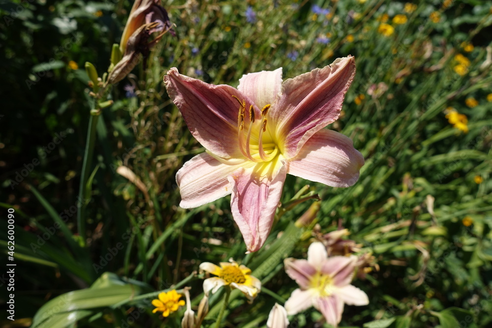 Pair of light pink flowers of Hemerocallis fulva in July Pair of light pink flowers of Hemerocallis fulva in July