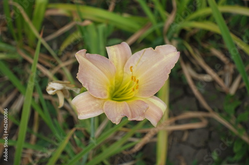 Light pink flower of Hemerocallis fulva in mid July