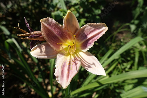 Macro of one light pink flower of Hemerocallis fulva in July