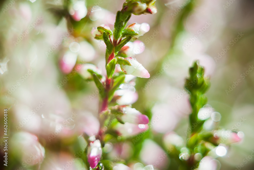 Blooming heather (Calluna vulgaris). Close-up. Nature, floral, flowers background. Blooming heather (Calluna vulgaris). Close-up. Nature, floral, flowers background.