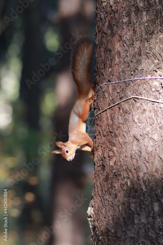 Squirrel on a tree in the forest © Igor Maz
