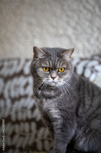 grey british domestic cat with yellow eyes