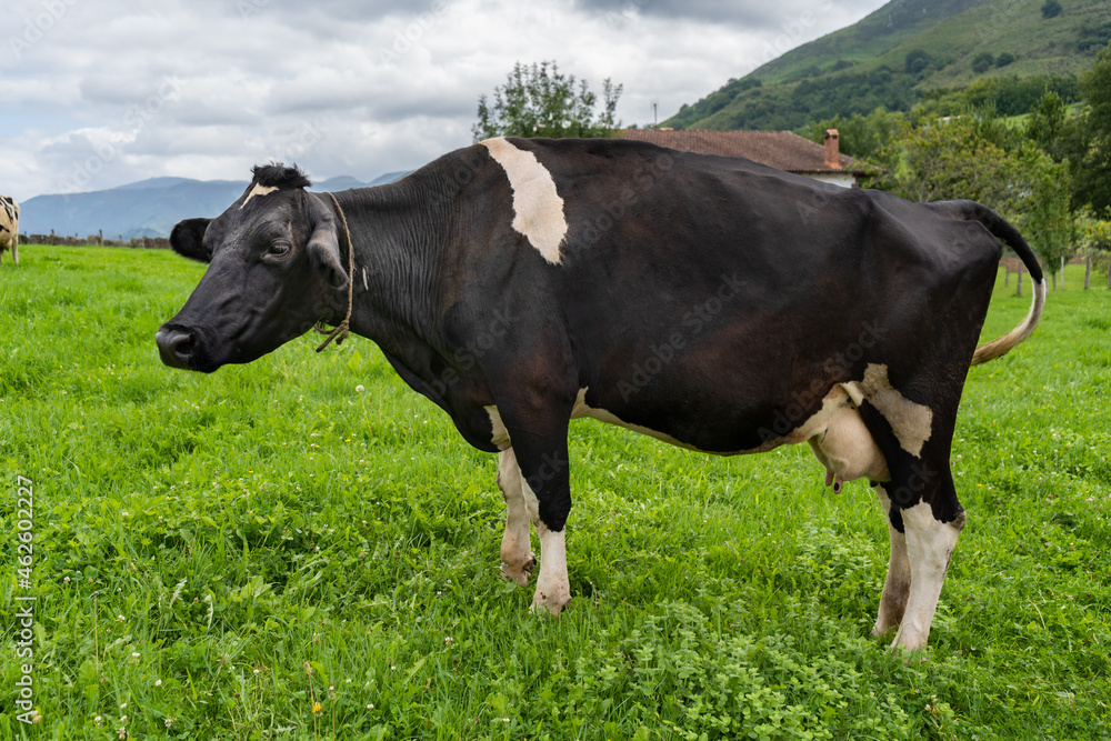 Cow grazing on pasture.Black and white milk cow in field in summer