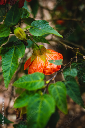 Indian mallow flower photo