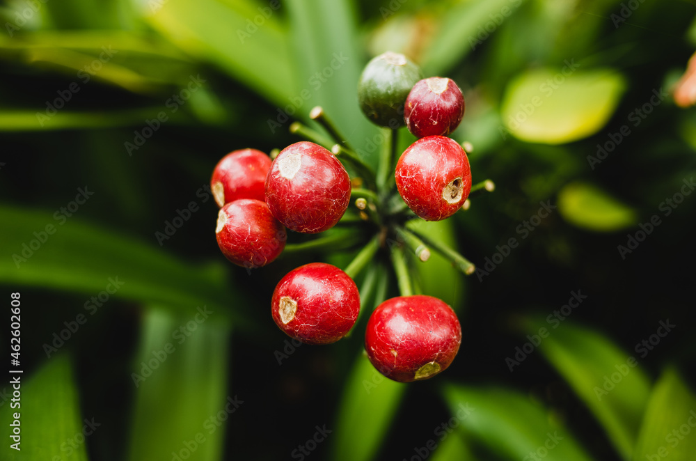 Obraz premium red berries on a bush