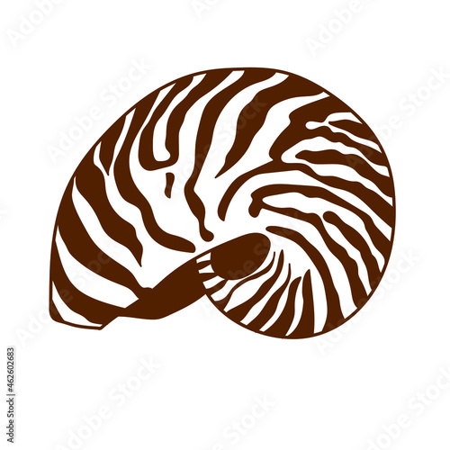 sea and ocean life. exotic seashell 