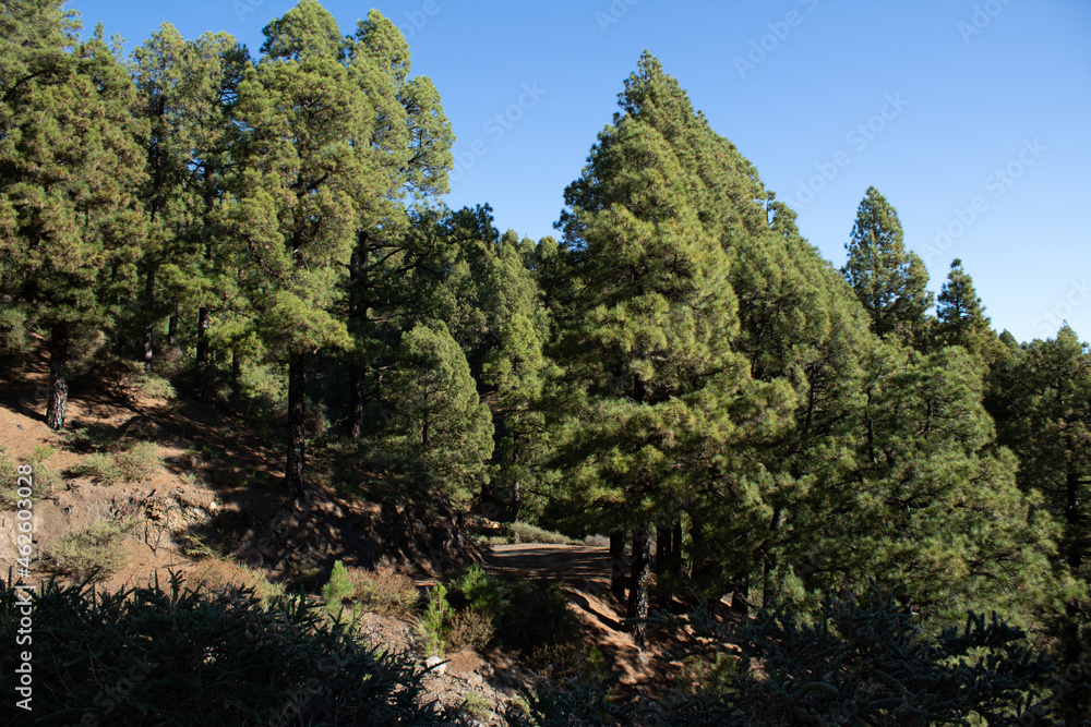 Forest in La Palma island