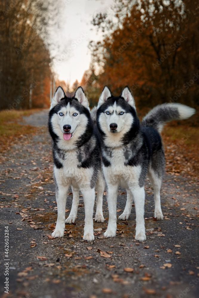 Naklejka premium Portrait of two magnificent Siberian husky dogs standing on the path in magical charming autumn park