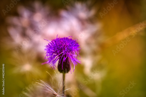 Selective focus of a purple thistle flower during the day with flowers in the background photo