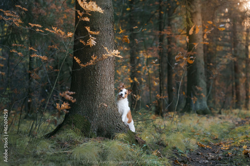 dog in the autumn forest. Happy jack russell terrier peeking out from behind a tree