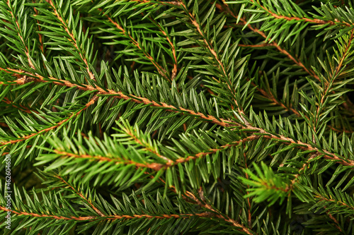 Fir tree. Background and texture for Christmas tree branches. Top view. Copy space.
