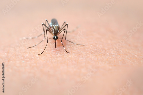 Aedes, borne viral diseases of various kinds. This infection usually have fever. In some cases, and encephalitis, which can lead to death.                            