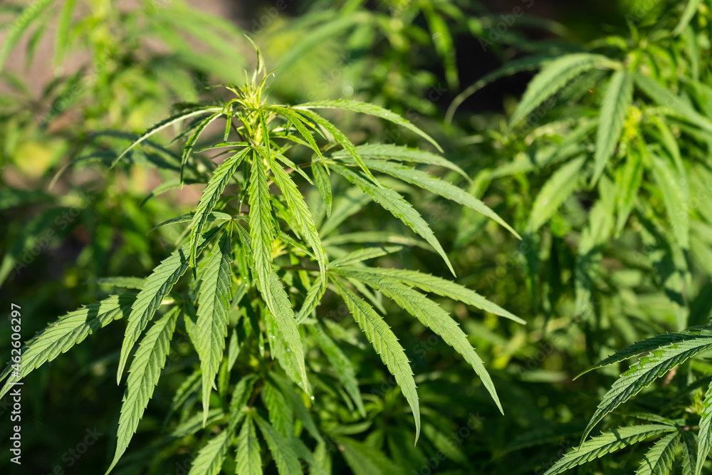 Cannabis Flowers Outdoor. Own cultivation of marijuana in the garden. Cannabis Flowers Outdoor. Own cultivation of marijuana in the garden.