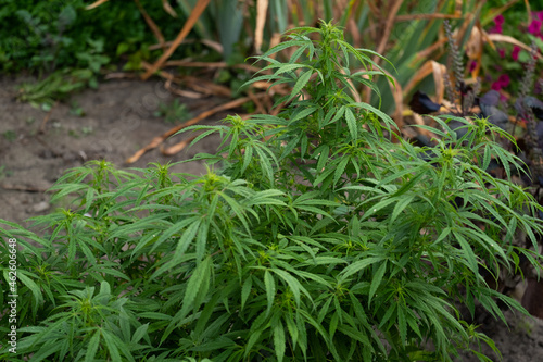 Cannabis Flowers Outdoor. Own cultivation of marijuana in the garden.