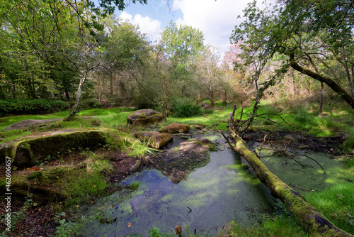 La Ricarde pond in Fontainebleau forest. Recloses village  photo