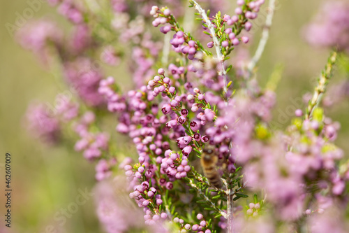 Closeup shots of blooming heather (Calluna vulgaris). © karelian