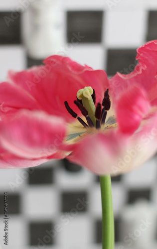Spring season concept. Still Life Pink tulips isolated on white and black chess board background. Woman in chess. 