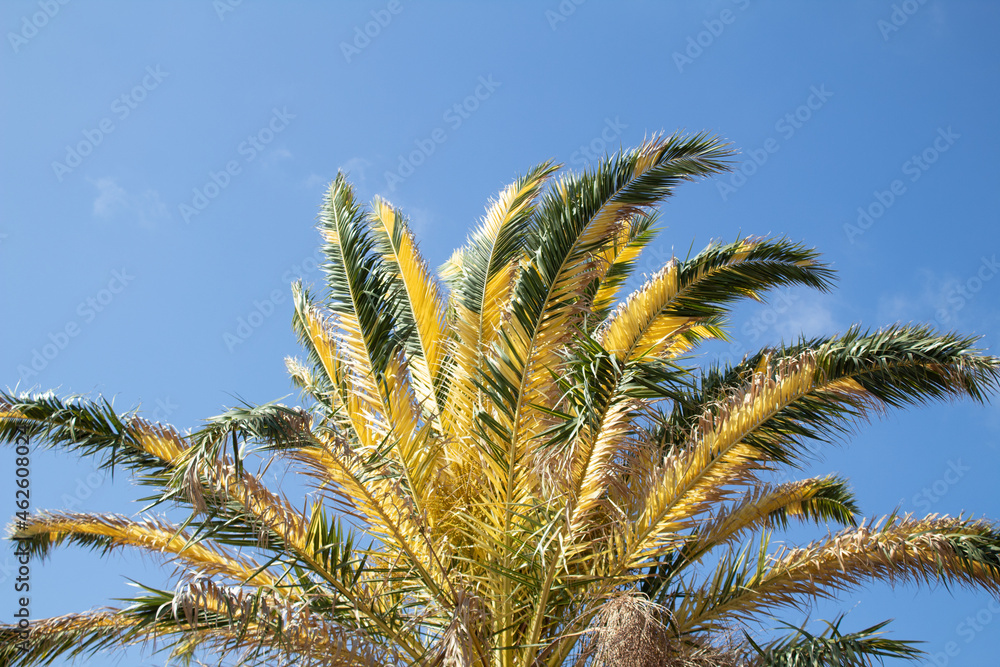View of the unique bicolor canary palm tree in the world View of the unique bicolor canary palm tree in the world