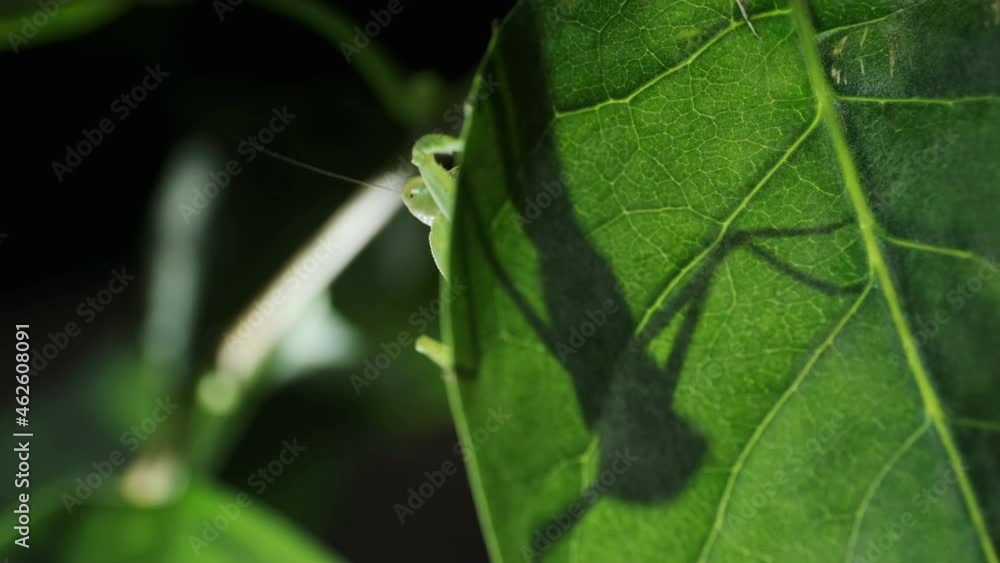 Praying mantis is silhouetted behind a green lilac leaf. Close-up of mantis insect. Backlighting (Contre-jour). Praying mantis is silhouetted behind a green lilac leaf. Close-up of mantis insect. Backlighting (Contre-jour).