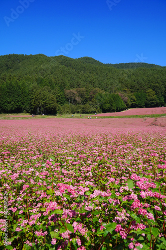 赤そばの花 赤そばの里