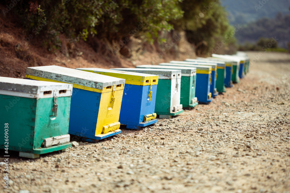 A long row of colored wooden beehives along a dirt road somewhere in Greece. 
