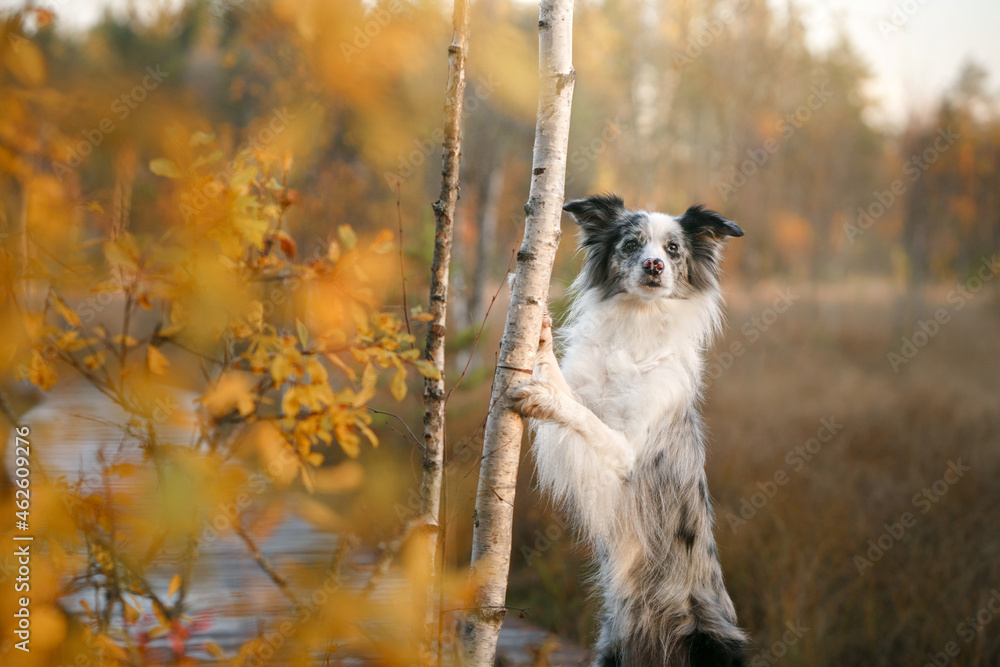 Obraz premium the dog put its paws on the tree. Autumn mood. Border collie in leaf fall in the forest