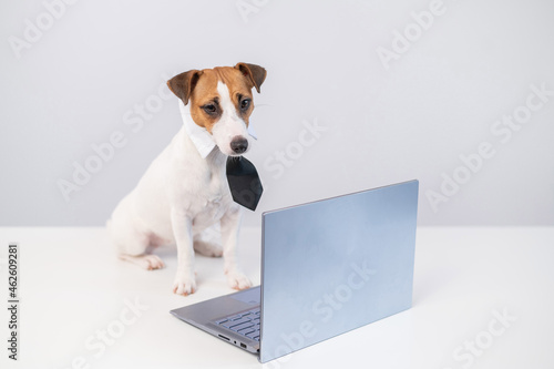 Portrait of a smart dog at the computer on a white background.