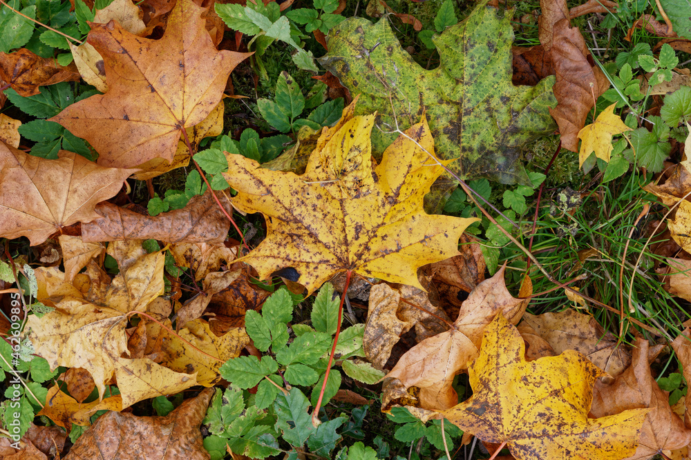 Texture of fallen maple leaves on the grass, golden autumn