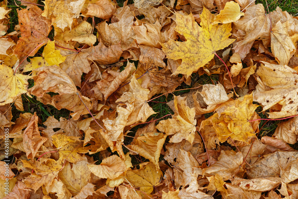 Texture of fallen maple leaves, golden autumn Texture of fallen maple leaves, golden autumn