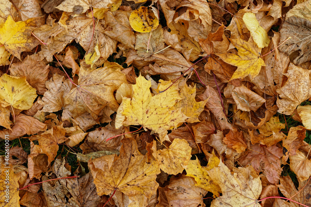 Texture of fallen maple leaves, golden autumn