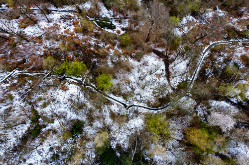 Forest in the winter photo