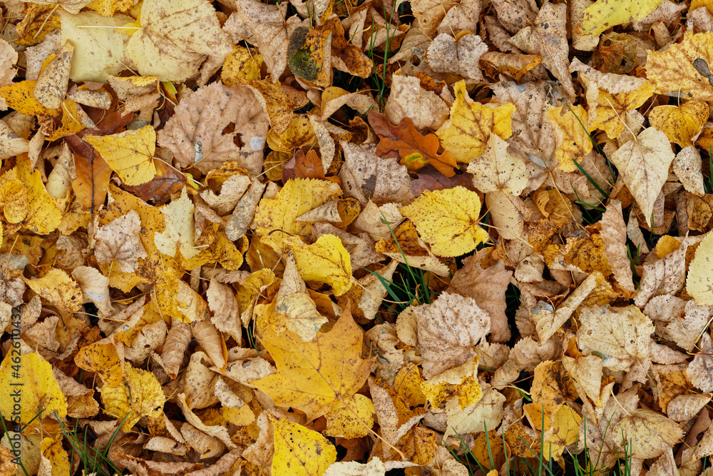 Texture of fallen leaves, golden autumn