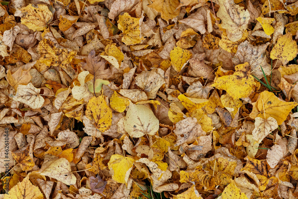 Texture of fallen leaves, golden autumn